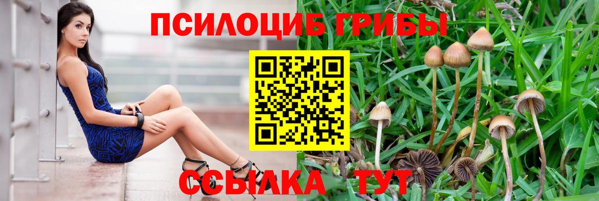 Галлюциногенные грибы Psilocybe Усинск